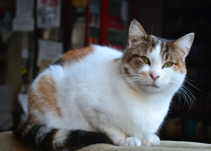 Auberge de jeunesse Second Istambul